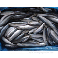 Landfrozen Horse Mackerel Trachurus Japonicus 16-20cm